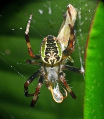 Araneus venatrix