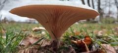 Infundibulicybe gibba