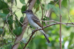 Myiarchus antillarum