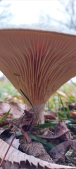 Infundibulicybe gibba