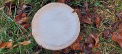 Infundibulicybe gibba