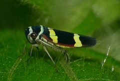 Macugonalia leucomelas