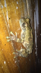 Trachycephalus typhonius