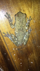 Trachycephalus typhonius