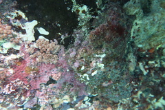 Stolonica australis
