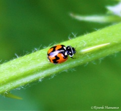 Adalia angulifera