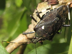 Dalpada cinctipes