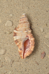 Monoplex pilearis