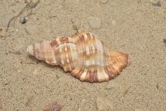 Monoplex pilearis