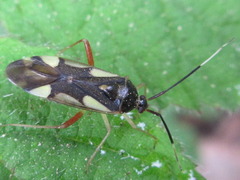 Loristes decoratus