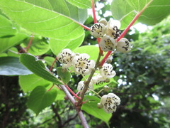 Actinidia arguta