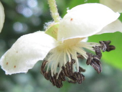 Actinidia arguta
