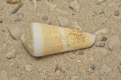 Conus terebra