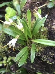 Masdevallia chontalensis image