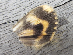 Catocala streckeri