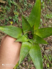 Aechmea bracteata