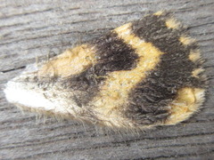 Catocala streckeri