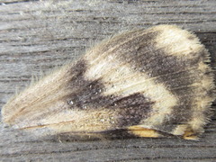 Catocala streckeri