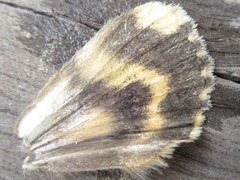 Catocala streckeri
