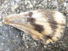 Catocala streckeri