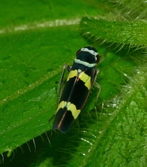 Macugonalia leucomelas