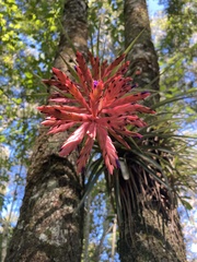 Tillandsia gymnobotrya