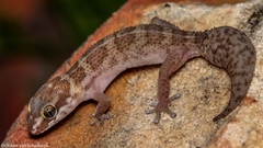 Pachydactylus formosus