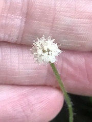 Lachnocaulon