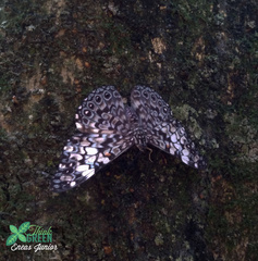 Hamadryas fornax