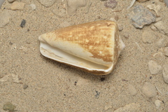 Conus quercinus