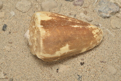 Conus quercinus