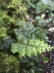 Hymenophyllum demissum