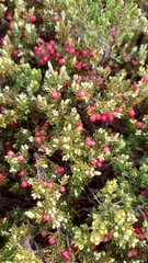 Acrothamnus montanus