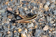 Macrotona mjobergi