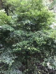 Psychotria parvifolia