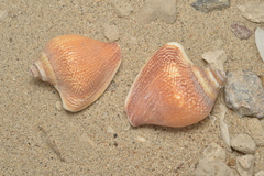 Laevistrombus canarium