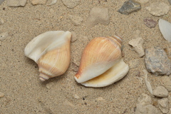 Laevistrombus canarium