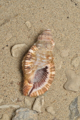 Monoplex pilearis