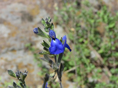 Salvia chamaedryoides