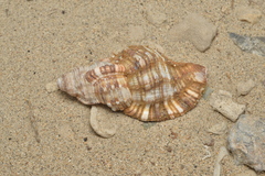 Monoplex pilearis