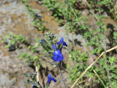 Salvia chamaedryoides