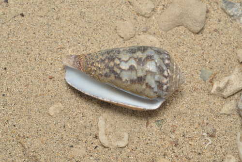 Conus monachus observed 2021-12-19