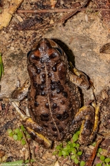 Vandijkophrynus angusticeps