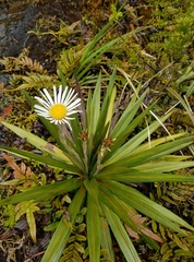 Celmisia coriacea