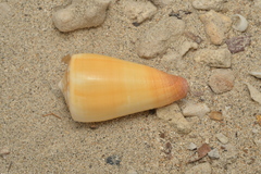 Conus ferrugineus