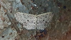 Idaea punctatissima