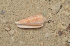 Conus lienardi