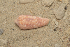 Conus lienardi