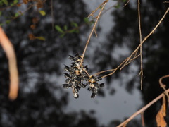 Megachile lucidiventris