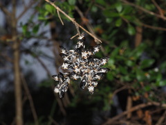 Megachile lucidiventris